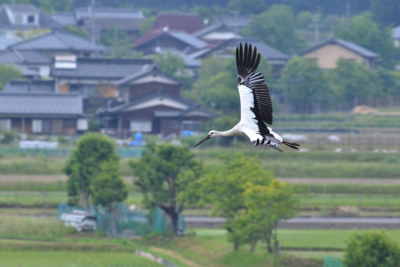 D7K_8578s