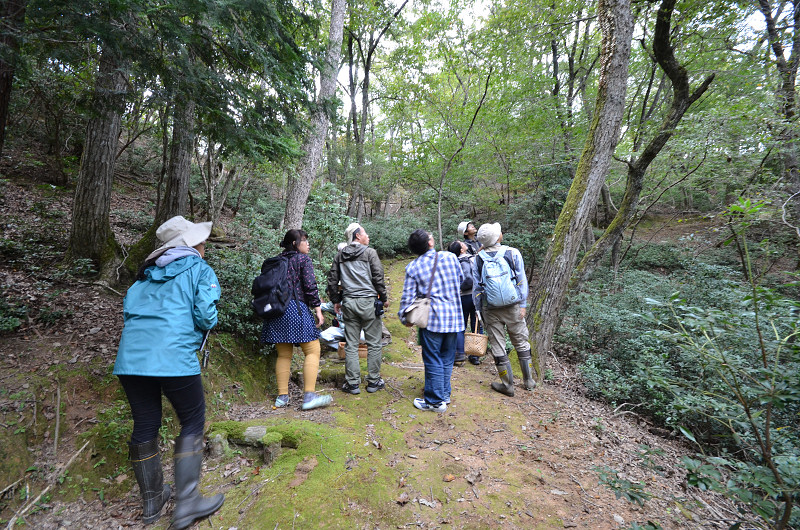 kinoko151012-4