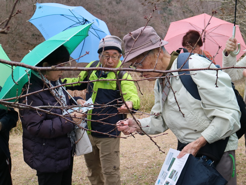 shokubutu181223-2