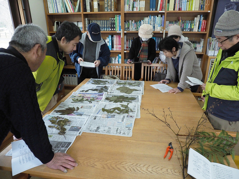 shokubutu190127-3