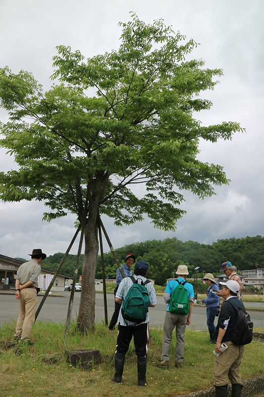shokubutu190623-2