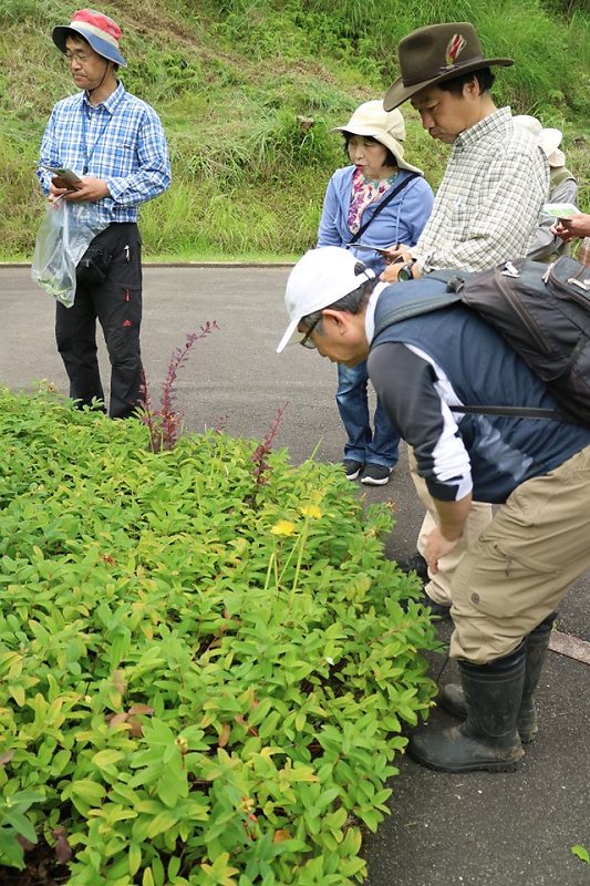shokubutu190623-3