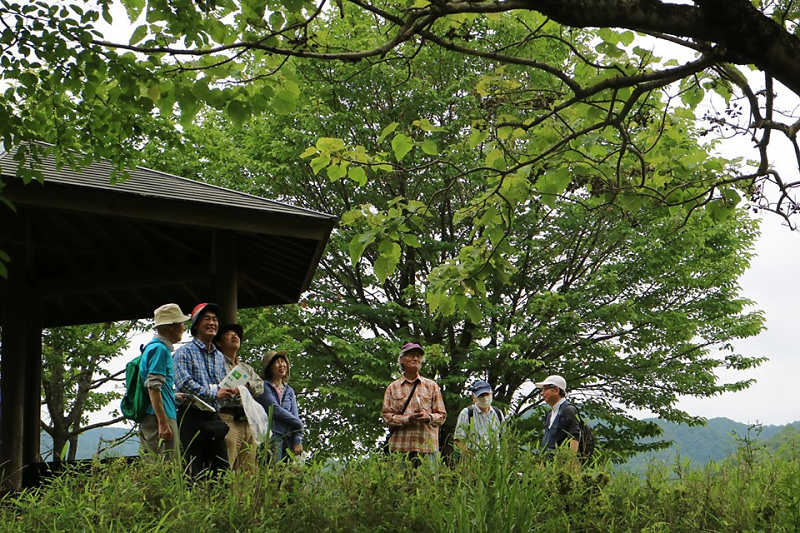 shokubutu190623-4