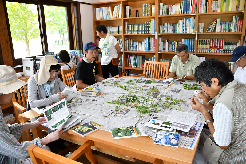 shokubutu190825-6