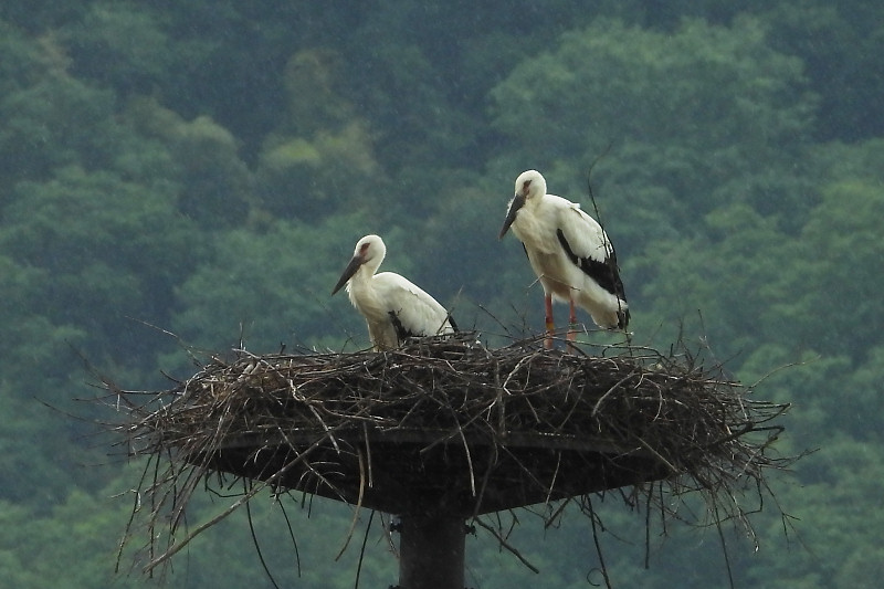 sizenkansatu200614-4