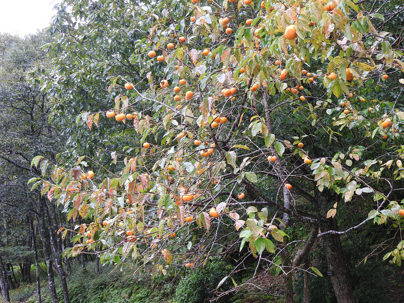 tanbo171015-11