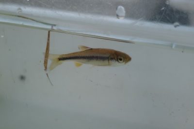 tannbo5