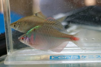 tannbo6