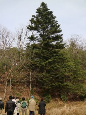 植物観察会1月度４