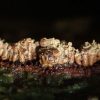 生き物観察会2023年10月度「キノコ・粘菌観察会」（実施報告）