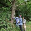菅村先生の植物観察会６月度（実施報告）