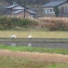 コウノトリ野鳥観察会2024年12月度（実施報告）<font color=red>New!</font>